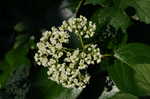 Climbing hydrangea